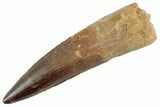 Fossil Spinosaurus Tooth - Nice Tip #368062-1